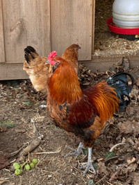 Ameraucana hen and roo