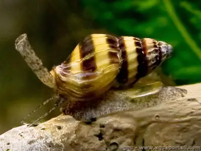 Escargot assassin pour aquarium, View more
