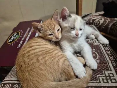 Kittens For Sale, View more