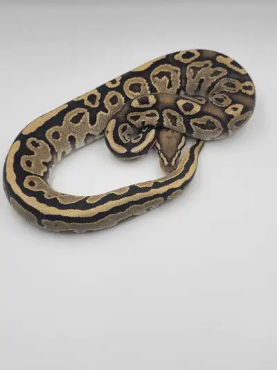 fire hra dh hypo pied , View more