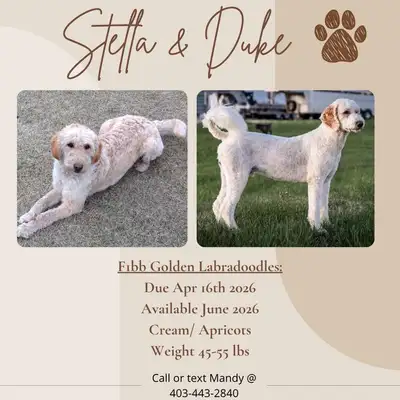 F1BB Golden Labradoodle Puppies, View more