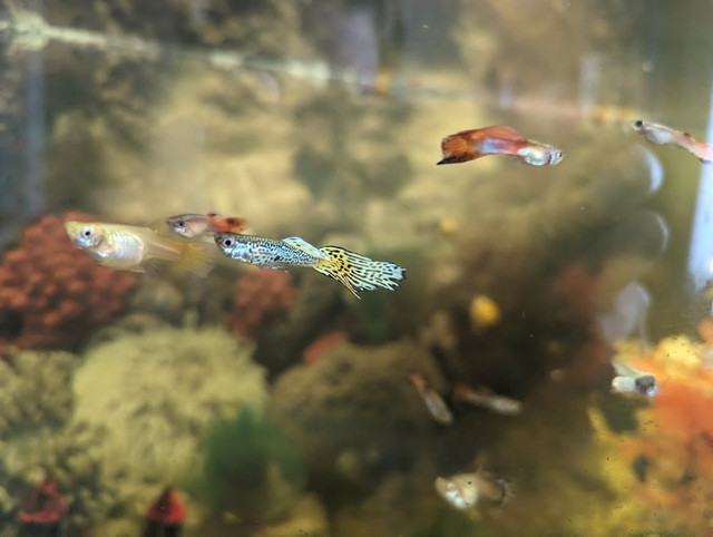 Cool Guppies in Fish for Rehoming in Ottawa - Image 4