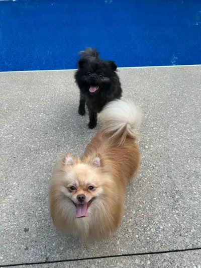 Two bonded male pomeranians seeking their forever home, View more