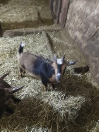 nigerian dwarf doeling for sale, View more