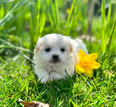These cuddly Puppies are intelligent, affectionate companions raised right in our home This unique d...