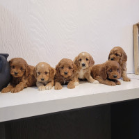 5 Adorable Cockapoo Pups for Sale