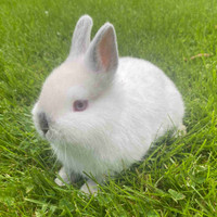 Purebred Netherland Dwarf Baby Bunny