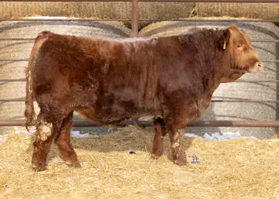 Simmentals Bulls Selling March 28th, View more