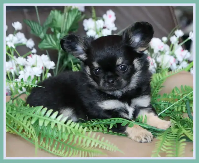 Very Fancy- White, Black tri, Blue tri, white  Chihuahua puppie in Dogs & Puppies for Rehoming in City of Toronto - Image 7
