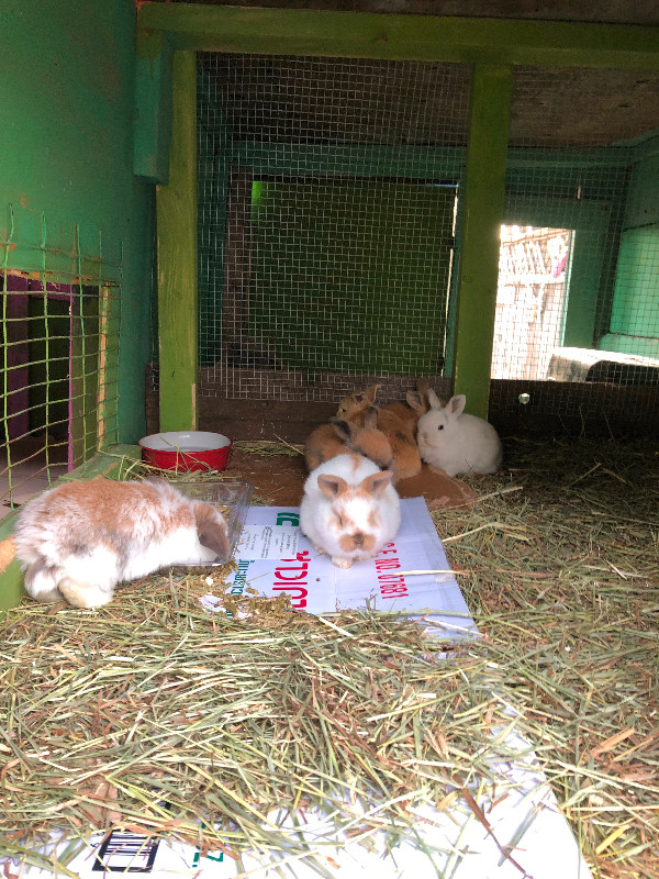 Beautiful baby Bunnies for good home in Small Animals for Rehoming in Burnaby/New Westminster