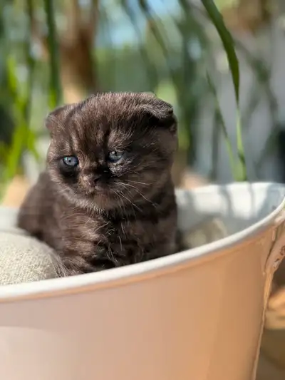 Scottish Fold née le 1 Juin 2025 Mini porté de 2 chatons 2 mâles Théo noir/argent taby Bo est gris/b...