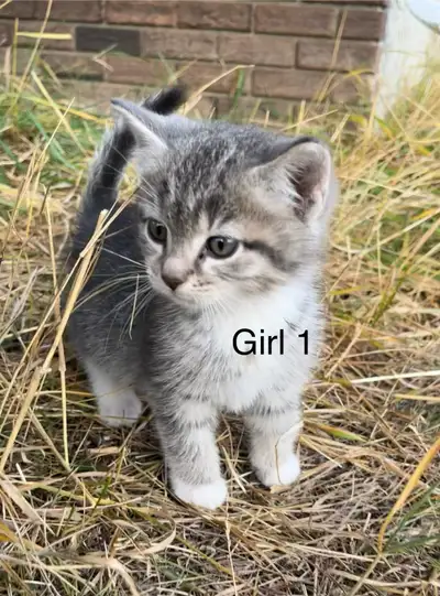 Tame Kittens Black and White or Grey, View more