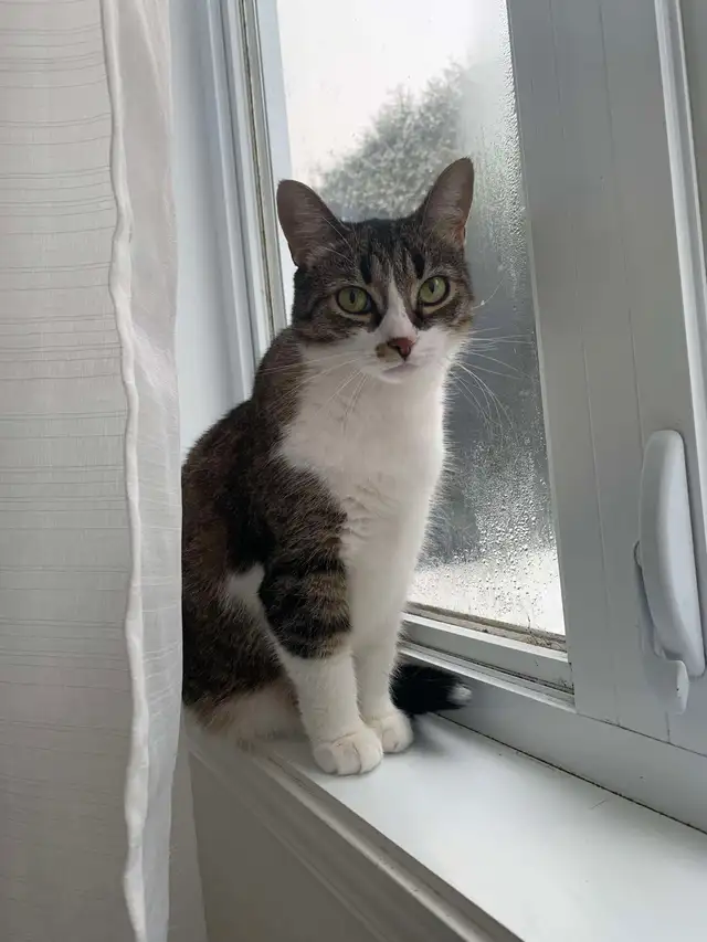 Chatte adorable cherche sa maison tranquille in Cats & Kittens for Rehoming in Drummondville - Image 4