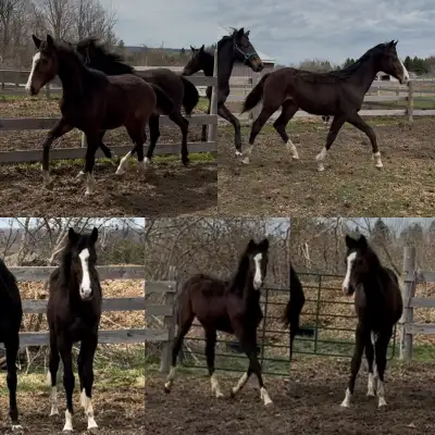 2024 CWB gelding , View more