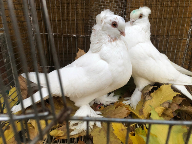 Show quality fancy and tumbler pigeons  in Birds for Rehoming in Oshawa / Durham Region