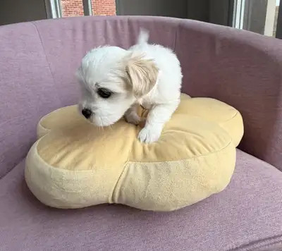 Sweet and Adorable White Malshi Puppy Available!, View more