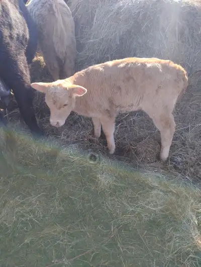 Charolais calf, View more