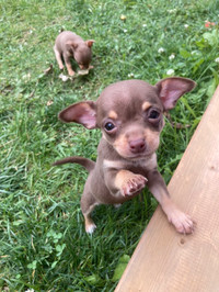 Puppies Chihuahua Baby Girls Pure Breed