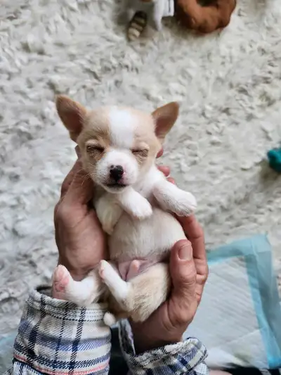 Tiny Pomchi - one little boy left!, View more