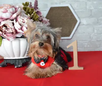 Yorkshire Terrier Boys, View more