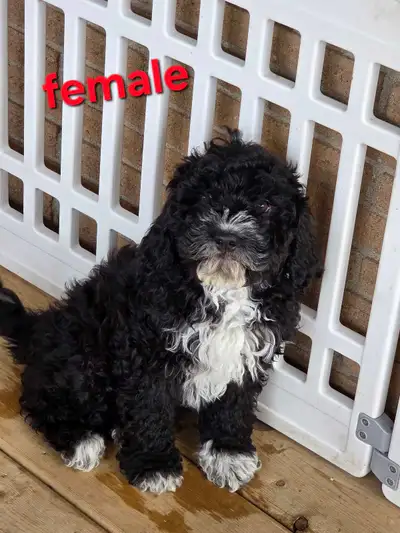 Miniature Cockapoos, View more