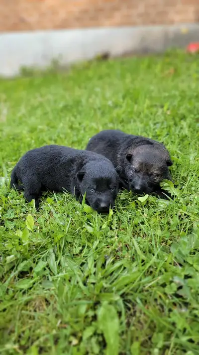 I am delighted to introduce these adorable German Shepherd puppies! These little bundles of joy are...