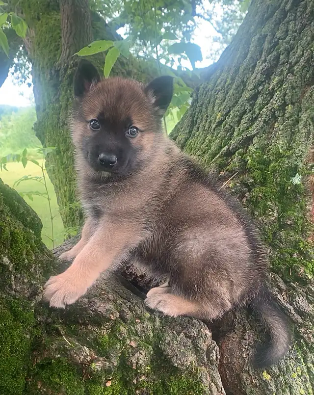 TAMASKAN PUPS (Ultimate Shepsky) in Dogs & Puppies for Rehoming in Edmonton - Image 2