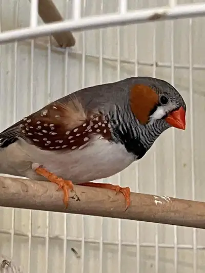 super beau pinson de chine (mandarin) mâle, à échanger contre, soit jeune serin femelle ou pinson de...