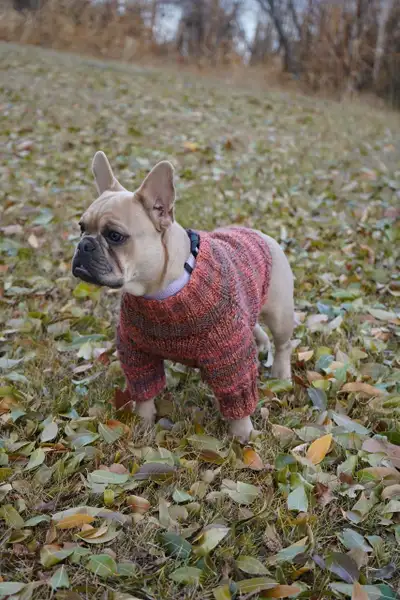 French bulldog, View more