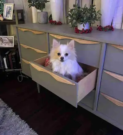 Female Pomeranian looking for Gaurdian Home, View more