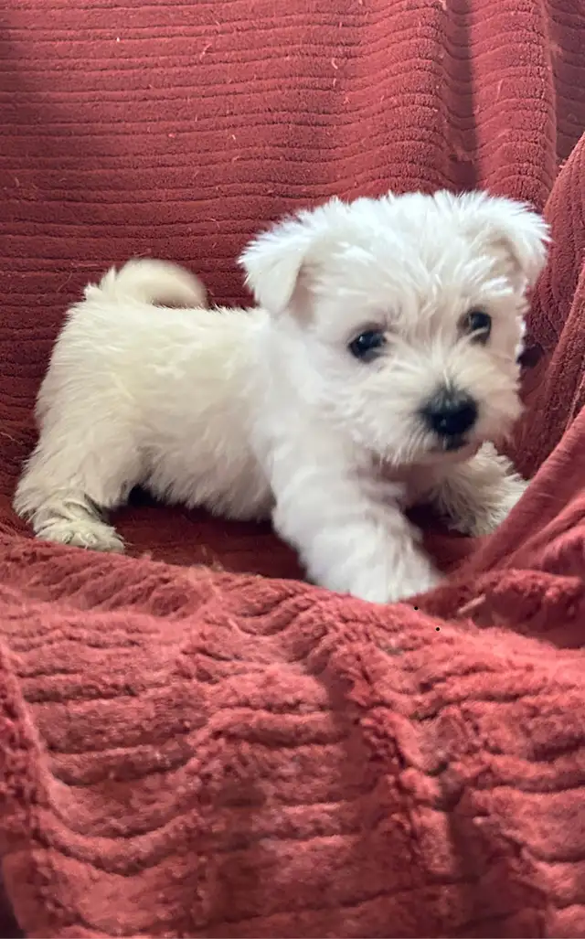 WESTIE PUPS in Dogs & Puppies for Rehoming in Richmond - Image 10