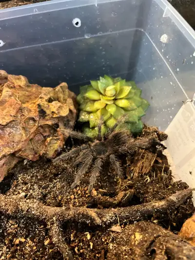  Lasiodora Parahybana Tarantula, View more