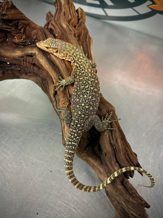 Quince Monitor-Available Now! in Reptiles & Amphibians for Rehoming in Markham / York Region - Image 3