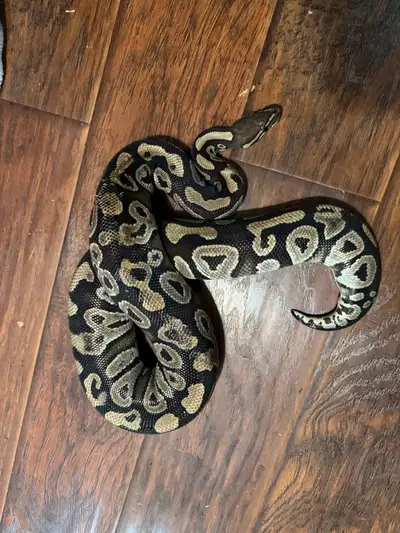 Ppu - Free Female Mojave Ball Python, View more