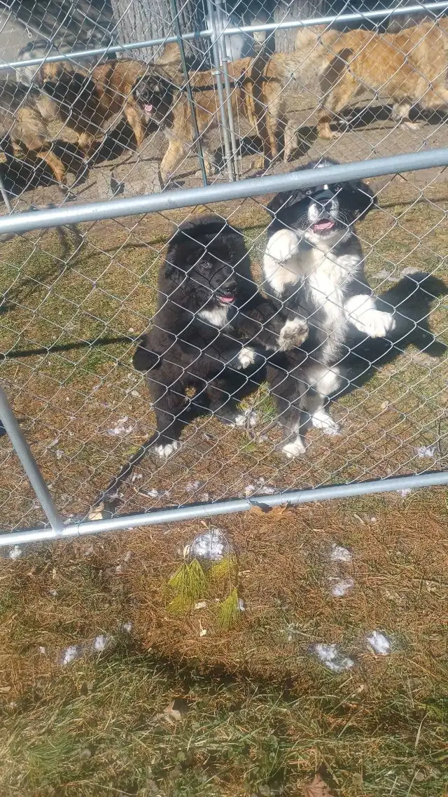 Large breed puppies NEW PRICE in Dogs & Puppies for Rehoming in Norfolk County - Image 9