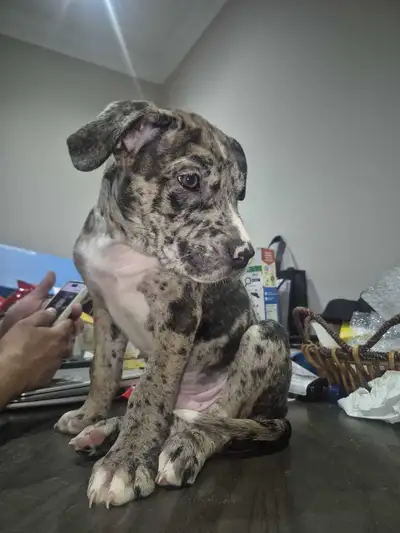 Classic Purebred American Bulldog Puppies READY TO BE REHOMED!, View more