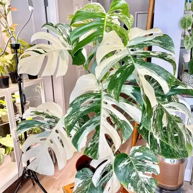 Combo : 2 Monstera rooted wetstick of your choice in Plants, Fertilizer & Soil in City of Toronto - Image 8