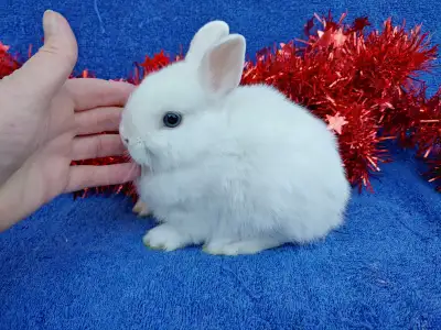 EXTRAORDINARY BLUE-EYED NETHERLAND DWARF & LIONHEAD BUNNIES, View more