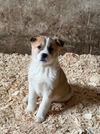 Large Breed Livestock Guardian Puppies , View more