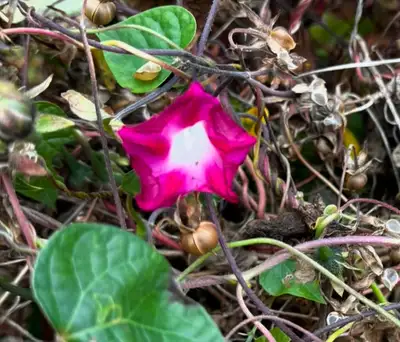 flowers morning glories, View more