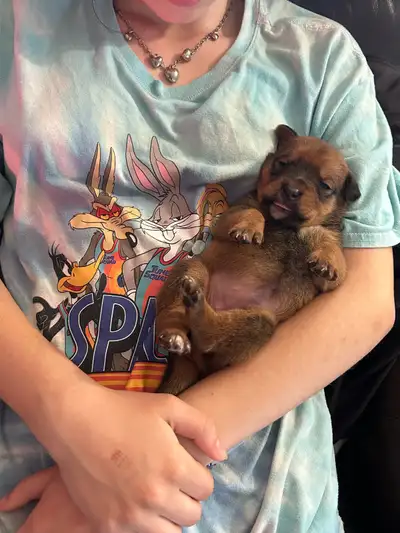 Beautiful healthy mix breed puppy Its a girl ! Ready now ! $650 Vaccines $70 extra Microchip $25 ext...