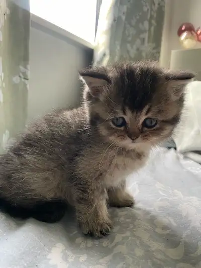 Perfect kittens for your home! The first 3 photos are of Oreo, a baby boy. And the last 3 are of Joy...