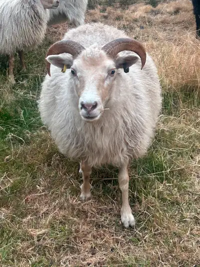 A lovely ewe and yearlings looking for a new postal code. They would make an excellent addition to t...