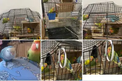 Love birds with babies , View more