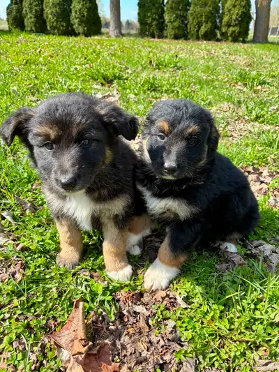 German Shepherd X Puppies READY TO GO, View more
