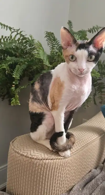 2 Beautiful Devon Rex Female – friendly and playful ❤️, View more
