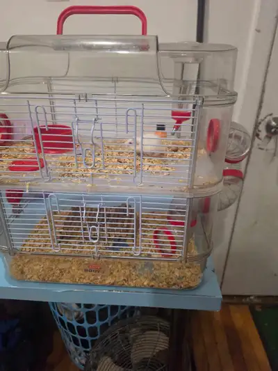 Free Hamster with cage and foods, View more