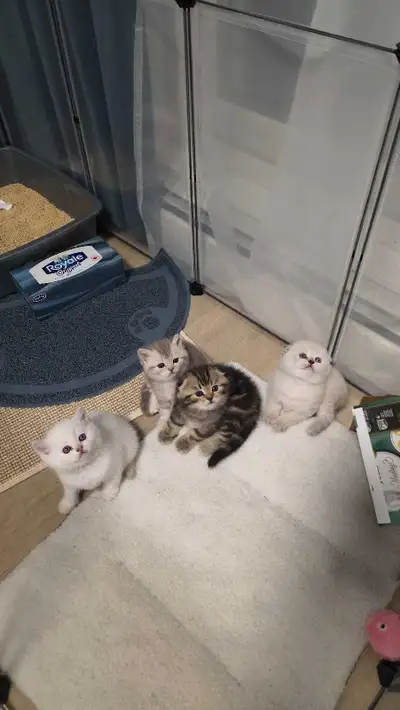Purebred British kittens, View more