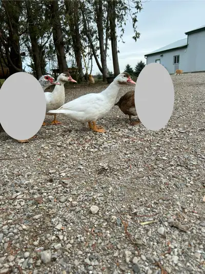 2 Muscovy Ducks Free, View more