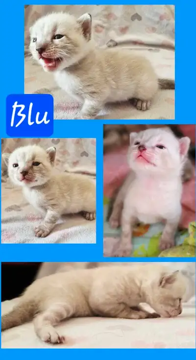 Hello, I have 5 bengal boys ready for adoption around july 22nd 2025, they are 3 weeks old, they wil...